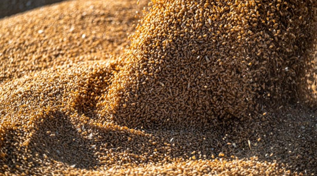 Akkor most van értéke a búzának, vagy sem?