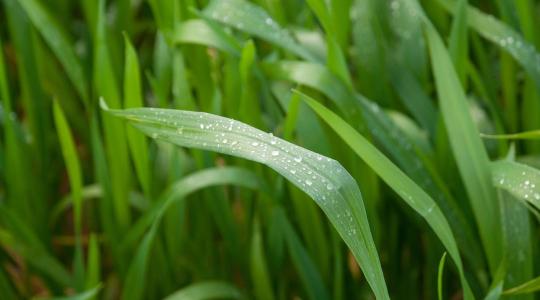 Ön is a minőségre hajt? Ezért nem spórolhatják el a zászlóslevél védelmét Ön is a minőségre hajt? Ezért nem spórolhatják el a zászlóslevél védelmét