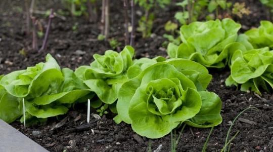 Gyerekjáték a kertben termeszteni, és még a rák megelőzésében is segít! Gyerekjáték a kertben termeszteni, és még a rák megelőzésében is segít!