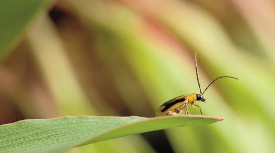 Rovarvédelem: így ütemezze a kezelést szántóföldi kultúráiban Rovarvédelem: így ütemezze a kezelést szántóföldi kultúráiban