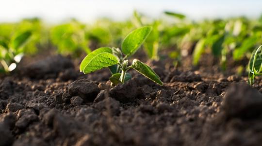 Kifulladóban a takarmányborsó? Egy hüvelyesben még bízik Európa Kifulladóban a takarmányborsó? Egy hüvelyesben még bízik Európa