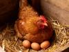 Baromfi tojástermelés tél végén – világítás, takarmány és stressz