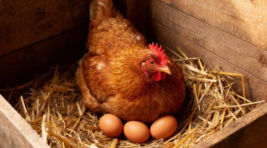 Baromfi tojástermelés tél végén – világítás, takarmány és stressz Baromfi tojástermelés tél végén – világítás, takarmány és stressz