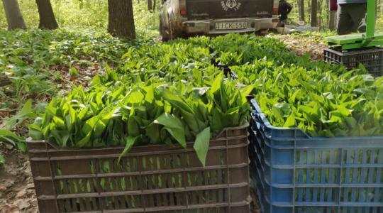 Erdőből a világpiacra: A baranyai medvehagyma-birodalom titka