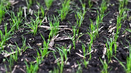 Talajmegújítás és takarónövények: így állhat át egy ökogazdaság a forgatás nélküli művelésre