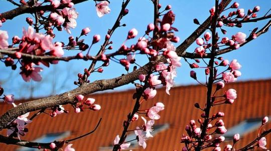 Készülj, ha nem figyelsz, idén se lesz barackod!