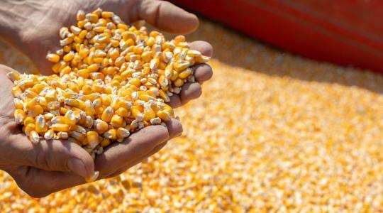 Takarmány minősége tél végén: 7 jel, hogy romlik a készlet Takarmány minősége tél végén: 7 jel, hogy romlik a készlet