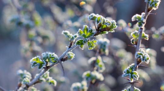 Milliók veszhetnek oda egy fagyos hajnalon: megint izgulhatunk a gyümölcsökért Milliók veszhetnek oda egy fagyos hajnalon: megint izgulhatunk a gyümölcsökért