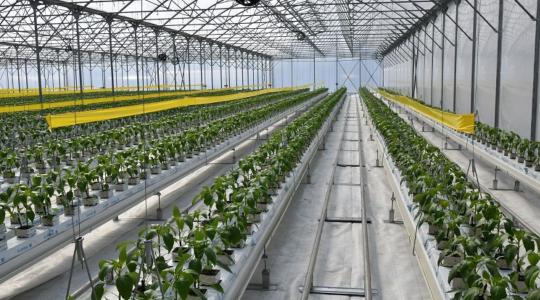 Ingyen növényház és biztos piac: Ilyen ajánlatot még nem kaptak a fiatal kertészek