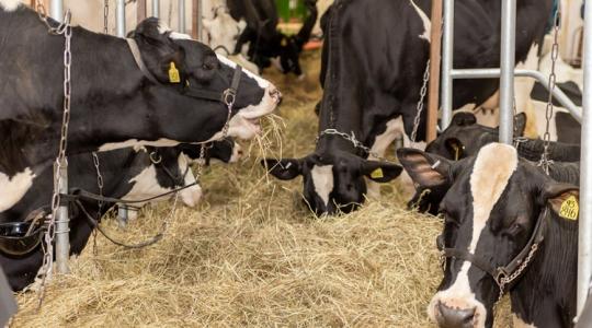 Mit titkol ez az ország? Gyanús kényszervágások borzolják a kedélyeket