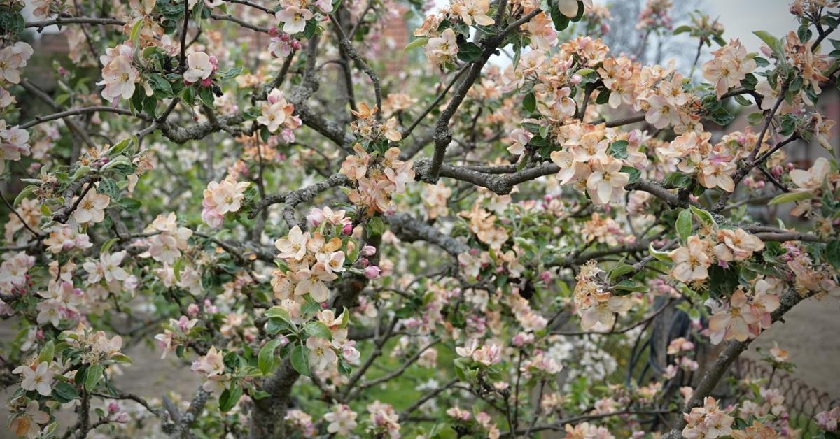 Időjárás: Rendesen benézünk a 0 fok alá, és lesz, ahová hó is jut Időjárás: Rendesen benézünk a 0 fok alá, és lesz, ahová hó is jut