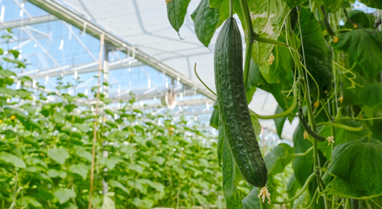 A marokkói uborka lehengerli Európát