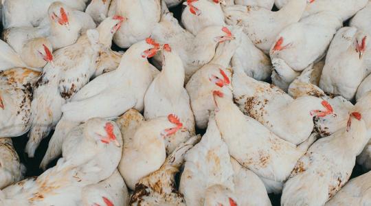 Egyetlen tengeri útvonalon múlik a csirke ára? Egyetlen tengeri útvonalon múlik a csirke ára?