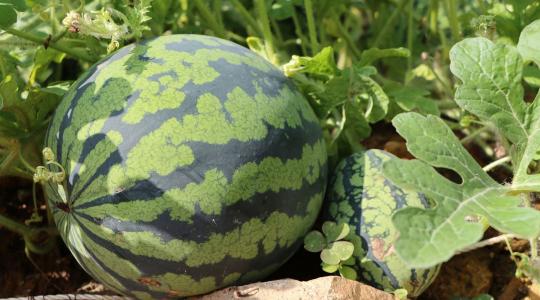 Vége a külföldi dinnye uralmának? Olyan történt Békésben, amire senki nem számított