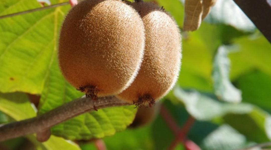 Fagypánik a kertben: A kivi és a füge számára végzetes lehet a héten érkező lehűlés