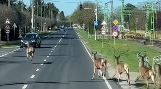 Centiken múlt a tömegbaleset Balatonfenyvesen: Szarvasok vágtáztak az autók közé