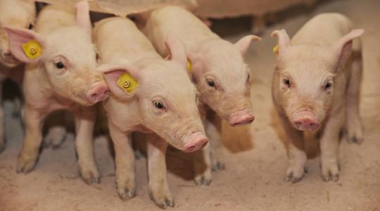 Meglepő technológiával spórolt milliókat az építkezésen ez a sertéstenyésztő Meglepő technológiával spórolt milliókat az építkezésen ez a sertéstenyésztő