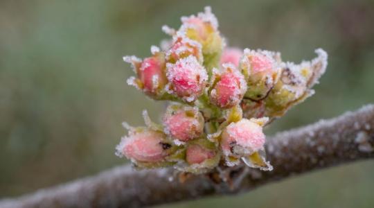 Egyetlen fokon múlik a magyar gyümölcs sorsa: Kritikus hétvége előtt a gazdák
