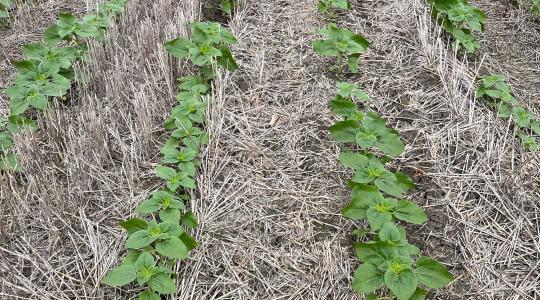 Vége a 40 centis szántásnak: megnéztük, mi történik a talajjal, ha békén hagyják