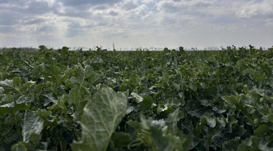 3 napos előrejelzés: Várható kálváriánk a pénteki fronttól a vasárnapi 20 fokig 3 napos előrejelzés: Várható kálváriánk a pénteki fronttól a vasárnapi 20 fokig