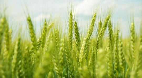 Flexibilis dózis, fix védelem: Hogyan hozzuk ki a maximumot a búzából hektáronként? Flexibilis dózis, fix védelem: Hogyan hozzuk ki a maximumot a búzából hektáronként?