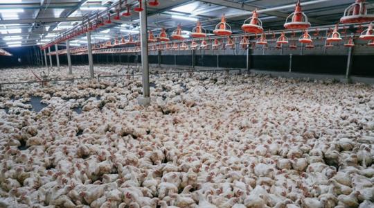 Fermentált takarmány abrakfogyasztóknak? Meglepő hazai innováció kapott elismerést