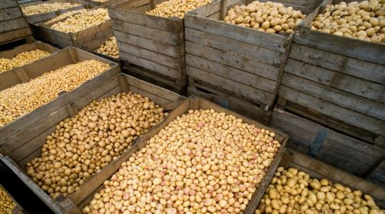 Van, ahol már a gazda fizet, csak vigyék a termést Van, ahol már a gazda fizet, csak vigyék a termést