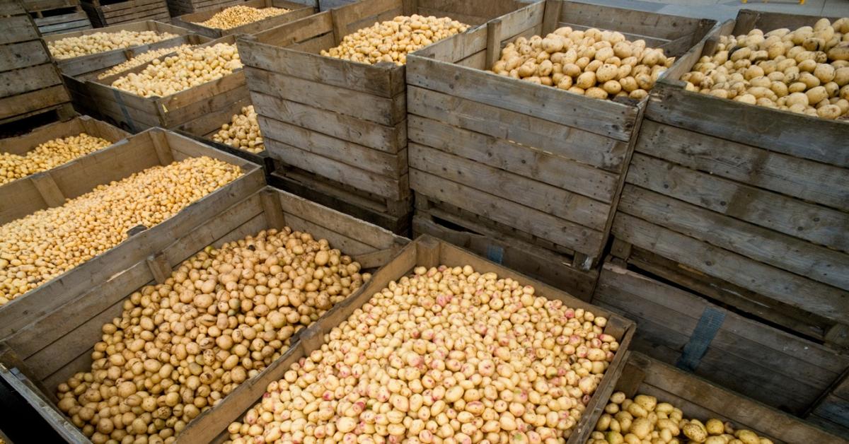 Van, ahol már a gazda fizet, csak vigyék a termést Van, ahol már a gazda fizet, csak vigyék a termést