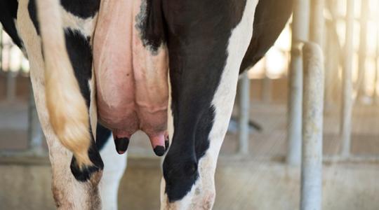 Vége a spot áras vásárlásnak, jön a kötelező szerződés a tejágazatban Vége a spot áras vásárlásnak, jön a kötelező szerződés a tejágazatban