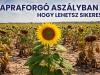 Napraforgó aszályban – hogy lehetsz sikeres?