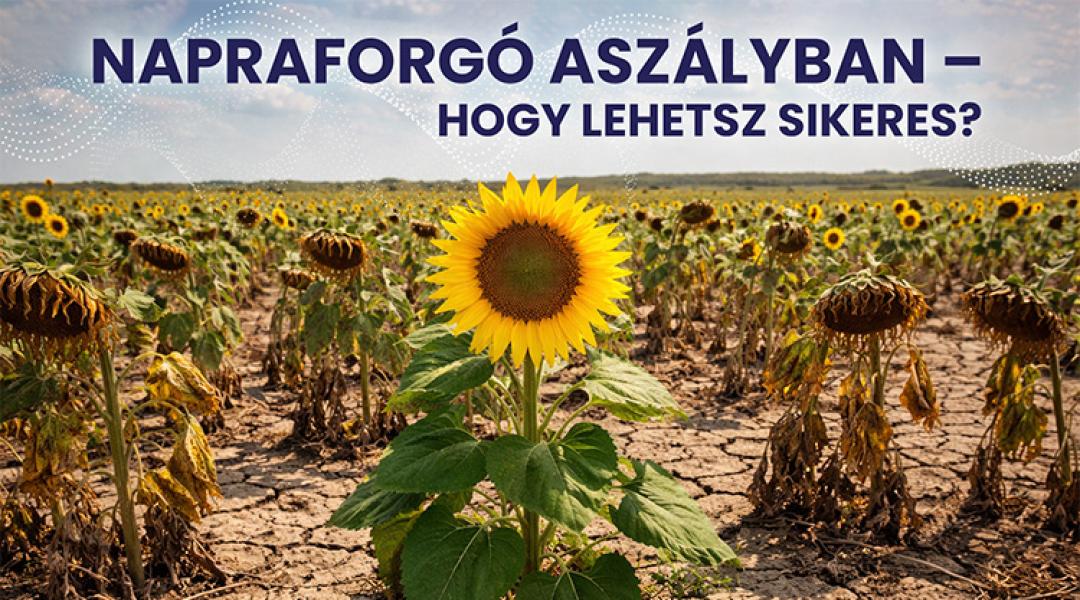 Napraforgó aszályban – hogy lehetsz sikeres?