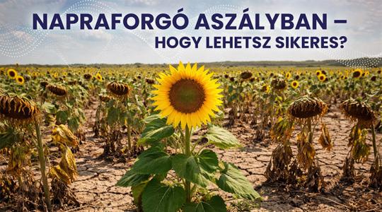 Napraforgó aszályban – hogy lehetsz sikeres? Napraforgó aszályban – hogy lehetsz sikeres?