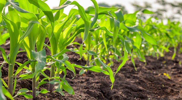 Már készül a következő aratás kukoricája Már készül a következő aratás kukoricája