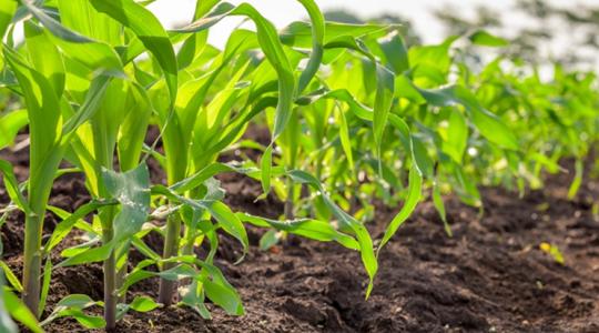 Egyik lábbal az etanolpedálon, másikkal az exportféken