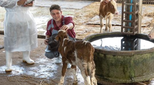 Borjú-tüdőszűrő: macerásnak tűnik, de 90% feletti a gyógyulási arány