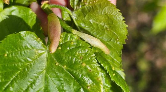 Ha ezeket a jeleket látod a hárson vagy a rózsán, már elkéstél a védekezéssel