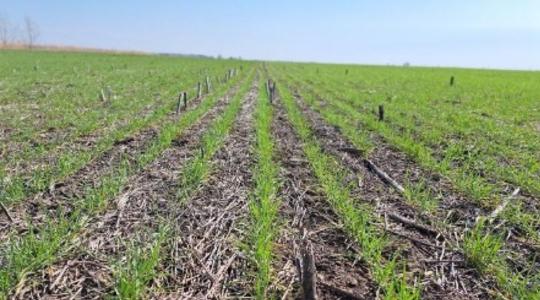 Félmilliárd éves technológia mentheti meg a magyar búzát az aszálytól Félmilliárd éves technológia mentheti meg a magyar búzát az aszálytól