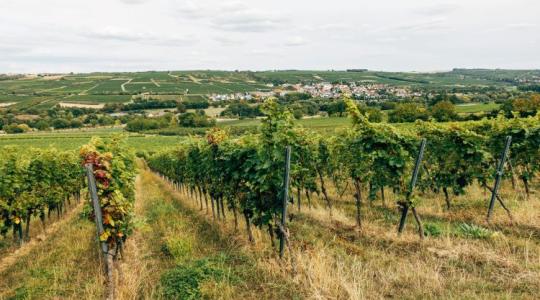 Technológiai áttörés Kecskeméten: Megmenthető a magyar szőlő?