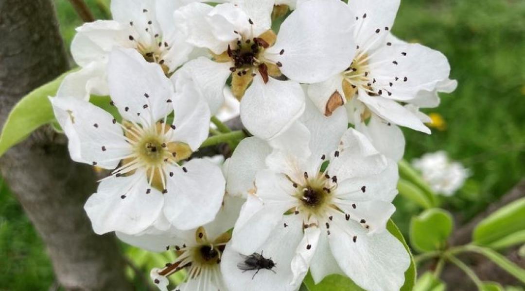 Megint alma nélkül maradhatunk? Brutális a fagykár! Vagy valami más...?