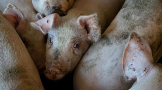 Drágább lesz a rántott hús? Trendforduló a sertéspiacon Drágább lesz a rántott hús? Trendforduló a sertéspiacon