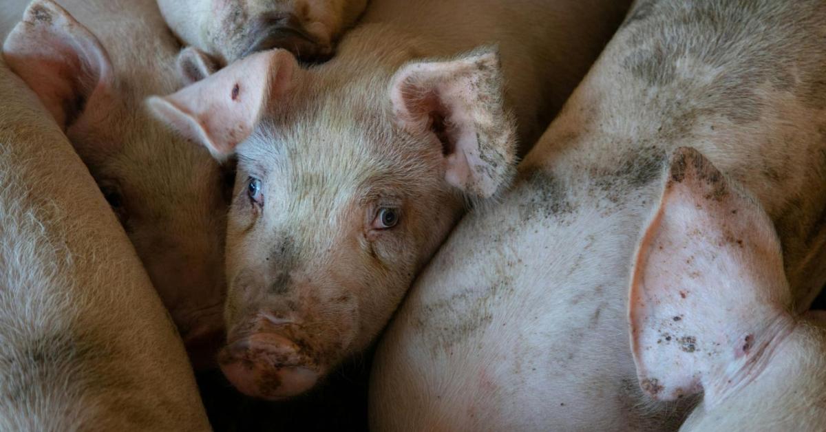 Drágább lesz a rántott hús? Trendforduló a sertéspiacon