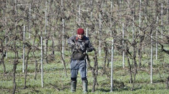 Hosszabb szezon, drágább napszám: Így változott az idénymunka 2026-ban Hosszabb szezon, drágább napszám: Így változott az idénymunka 2026-ban