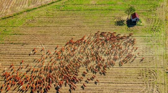 Műtrágyakrízis 2026: Miért nem aggódnak a regeneratív gazdák? Műtrágyakrízis 2026: Miért nem aggódnak a regeneratív gazdák?