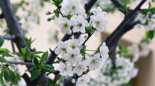 A patikamérleg elve: hogyan használjuk a rezet anélkül, hogy tönkretennénk a talajt?