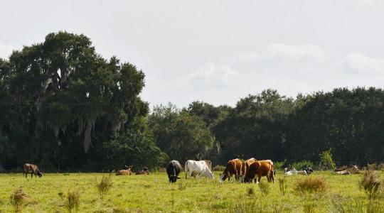 A féreghajtó, ami megöli a legelőt: egy láthatatlan láncreakció nyomában