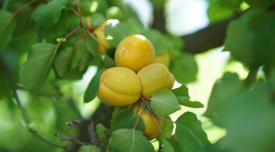 Szilvabolha-invázió: Gyógyíthatatlan betegség fenyegeti a magyar kajszit