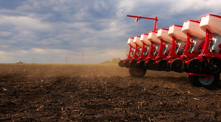 A napraforgó a sztár A napraforgó a sztár