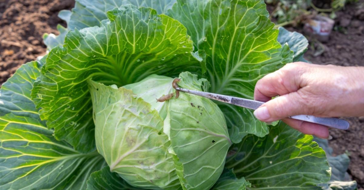 Csészével a meztelencsigák ellen? Erről neked is tudnod kell!