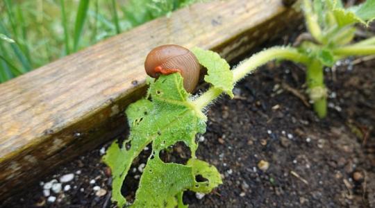 Csészével a meztelencsigák ellen? Erről neked is tudnod kell! Csészével a meztelencsigák ellen? Erről neked is tudnod kell!