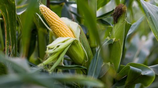Biológiai válaszok a kukorica stresszhelyzeteire